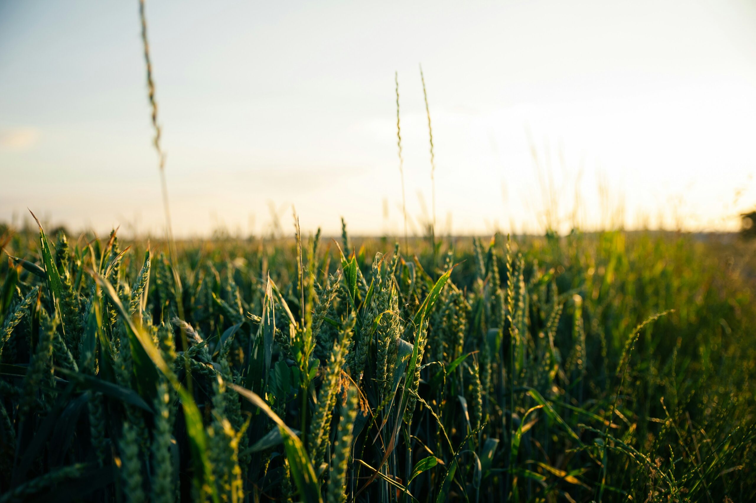 La agricultura intensiva y la evolución de los alimentos: Cómo la Selección Genética ha Moldeado lo que Comemos Hoy