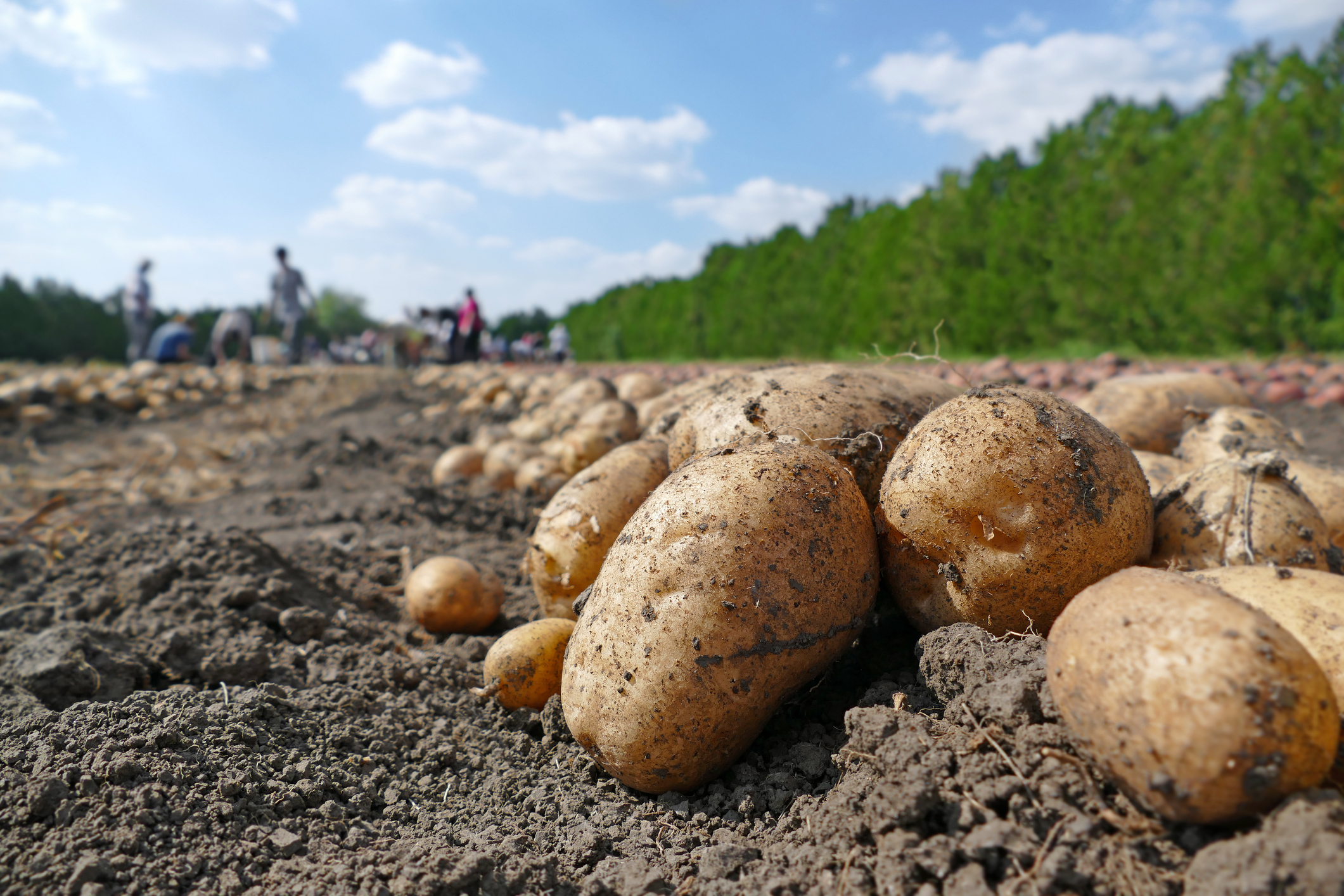 El arte de nutrir la papa: una revolución en los cultivos de Tucumán