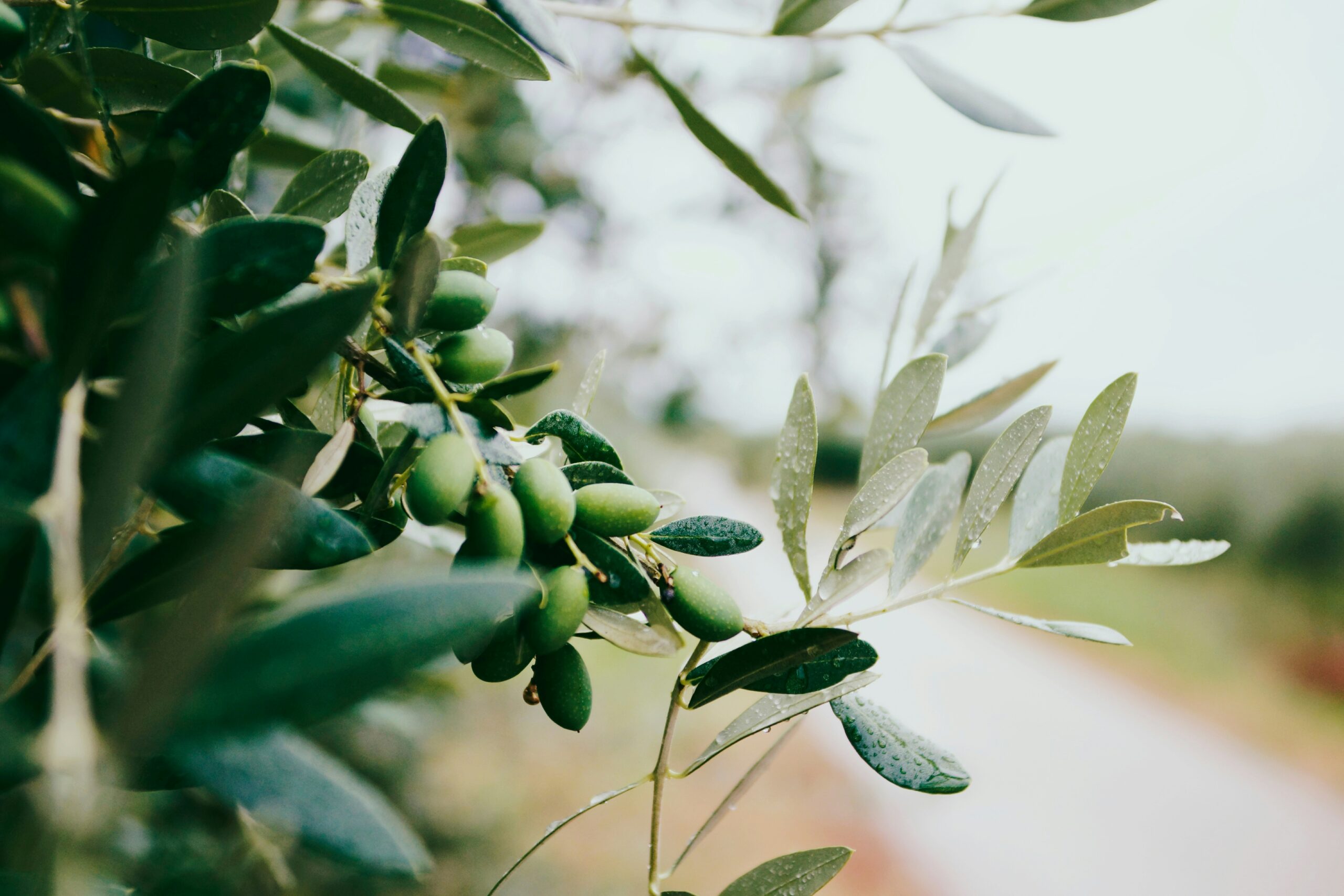 Proponen la pulpa de aceituna como sustituto alimenticio para ganado y una alternativa sostenible