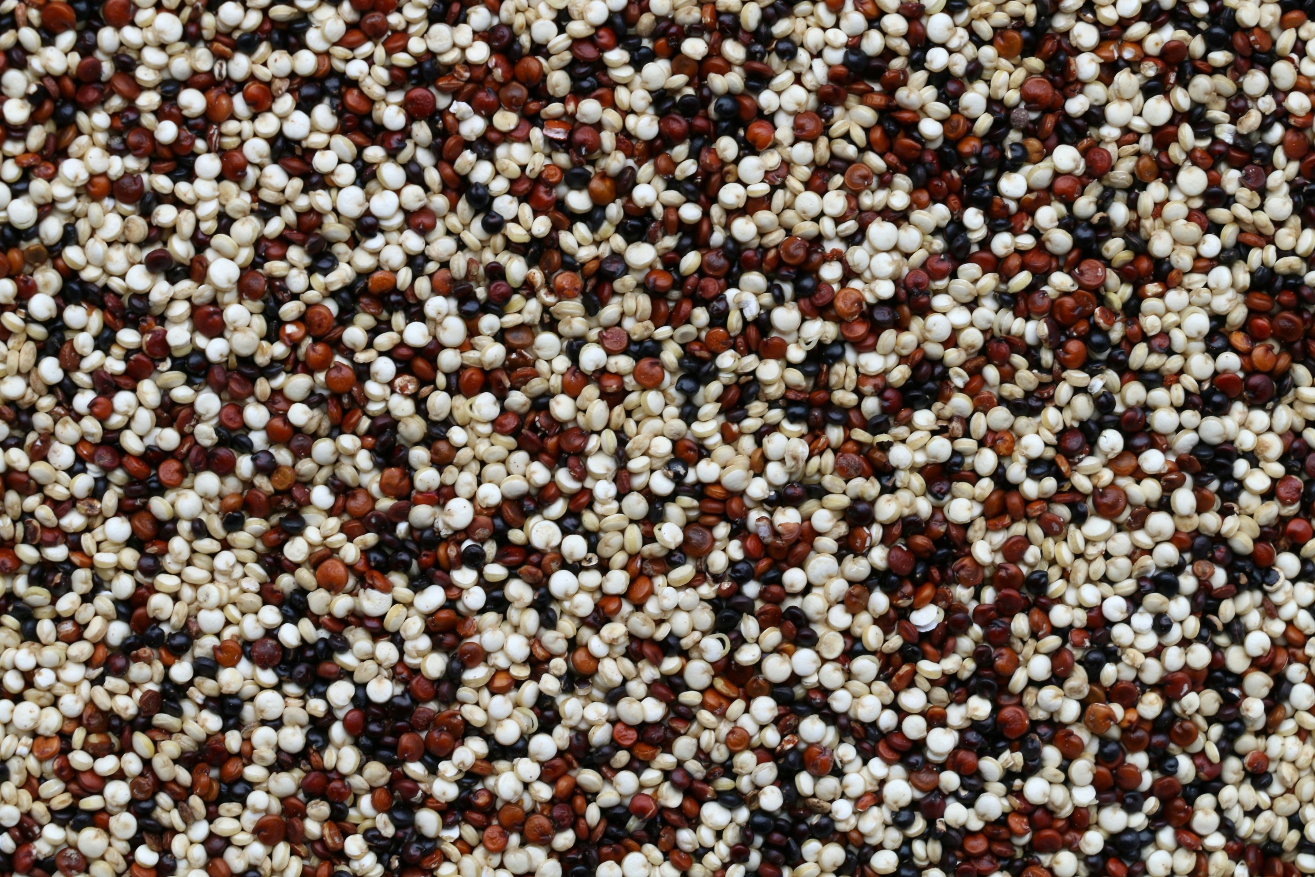 Quinoa: El superalimento que retrasa el envejecimiento, aumenta la masa muscular y mejora la salud cardiovascular