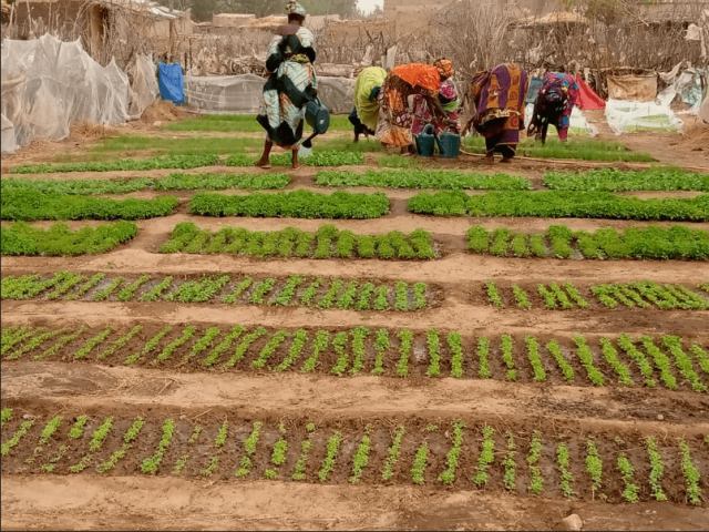 Iván Ernesto Báez Martínez opina sobre la siembra de Senegal