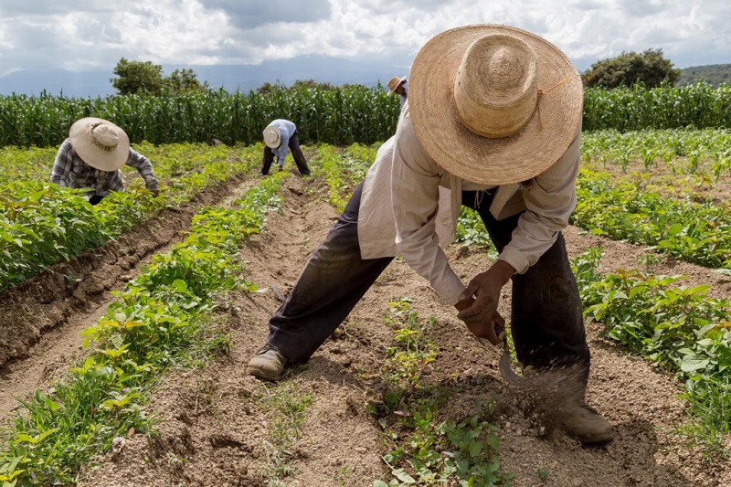 Incremento del valor de la tierra agraria en España: análisis y perspectivas