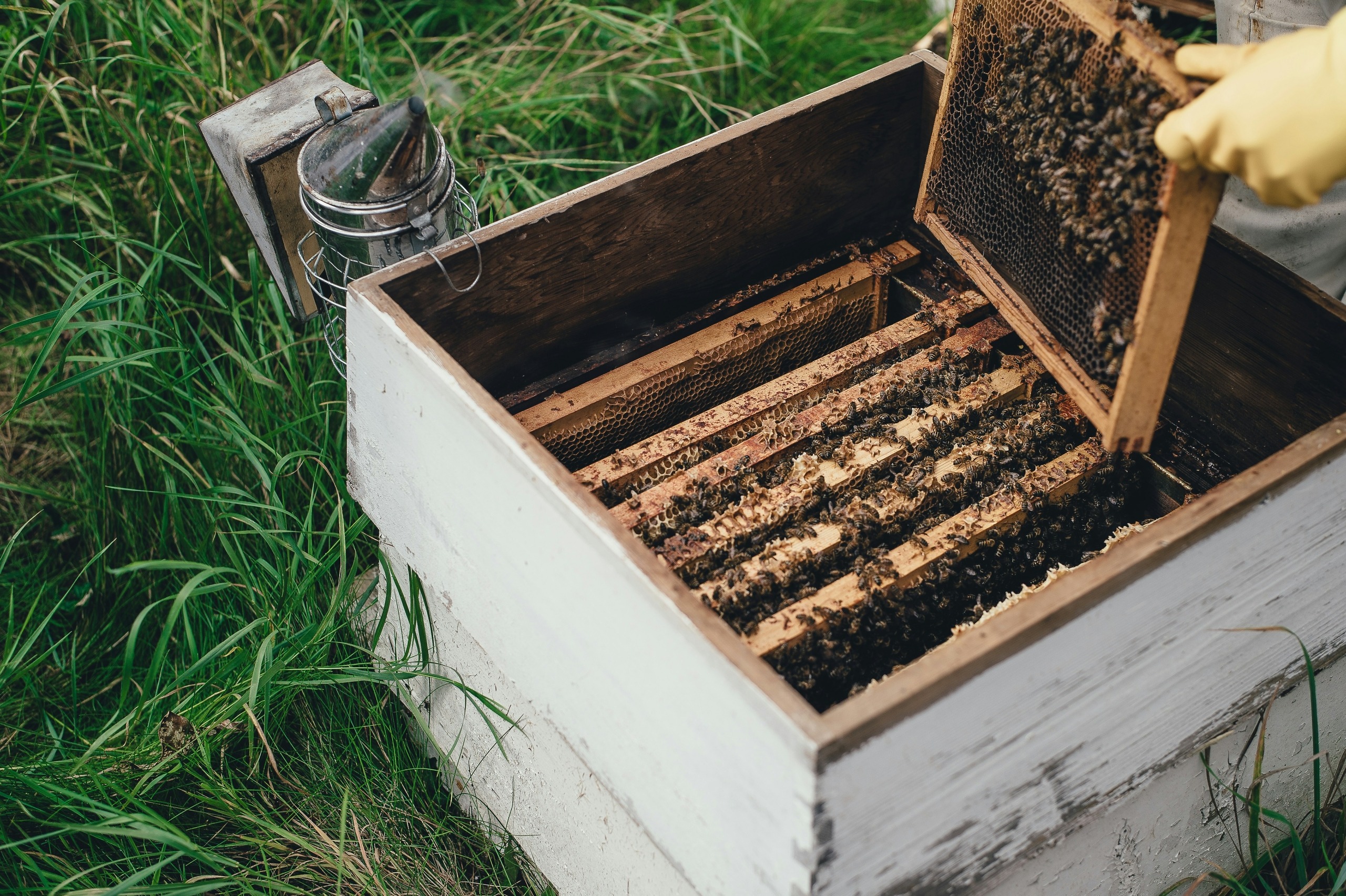 Protección de las abejas en México: Esfuerzos legislativos y agroecológicos