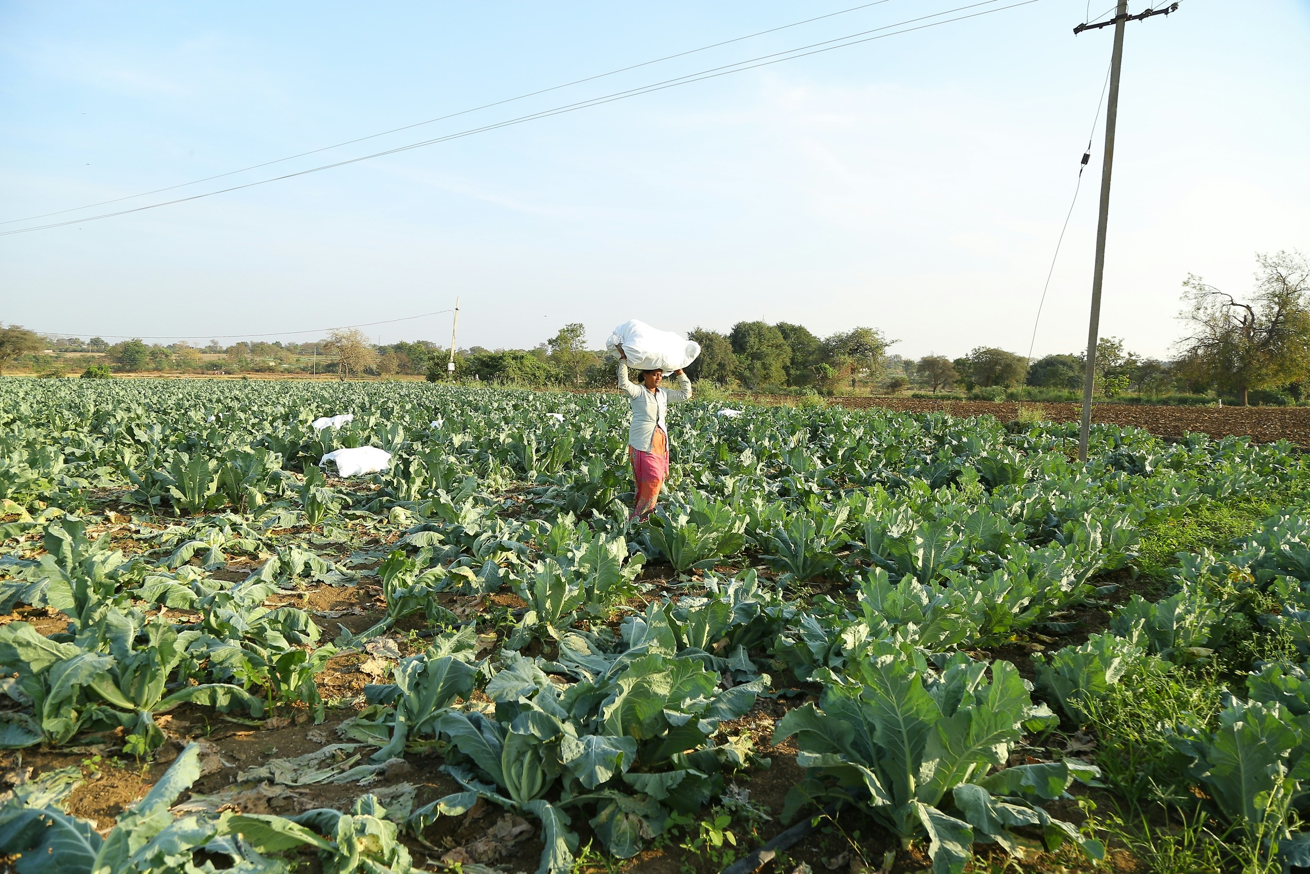 Descubre cómo los biofertilizantes están transformando la agricultura mexicana, mejorando la fertilidad del suelo y reduciendo el uso de químicos.