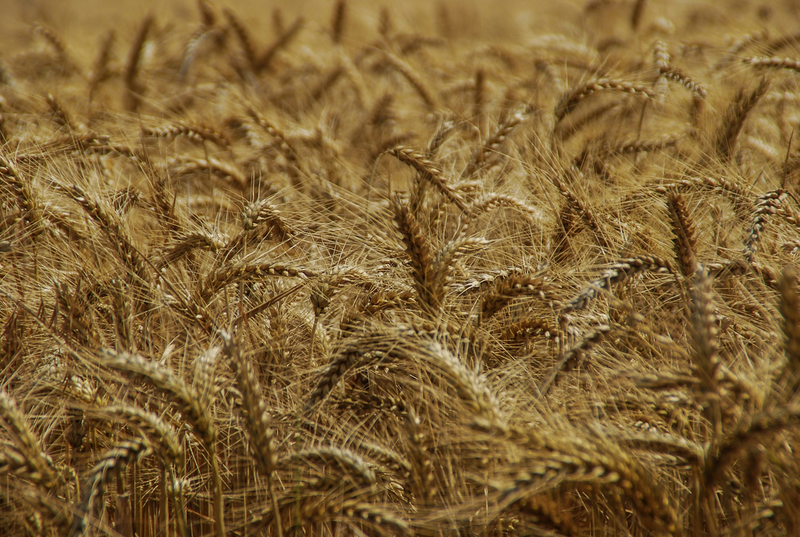 Comisión de Agricultura del Senado busca reunión con productores de cebada