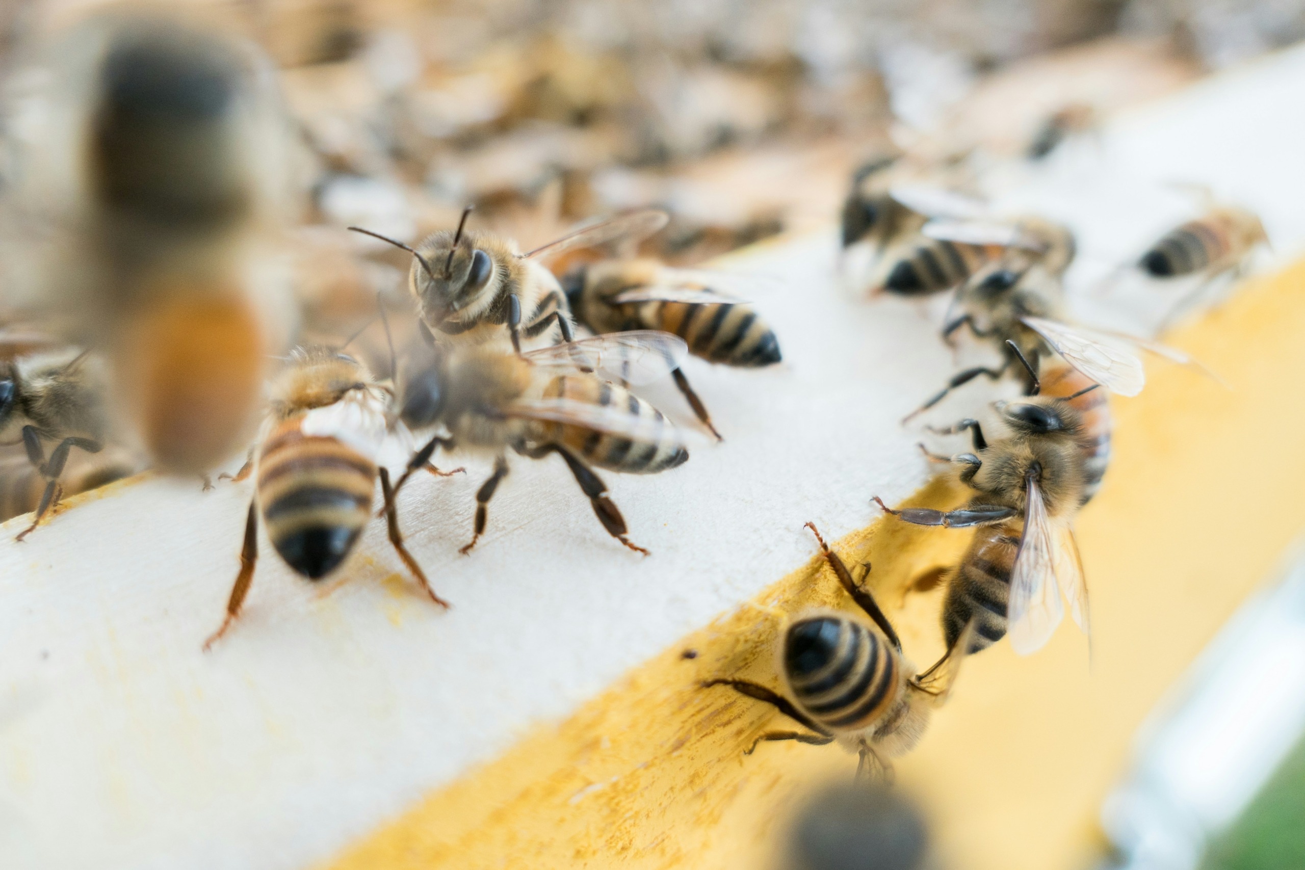 La Comisión de Ganadería de la Cámara de Diputados aprobó un punto de acuerdo presentado por el legislador Emilio Lara Calderón (PRI) para frenar la alarmante mortandad de abejas en el estado de Campeche