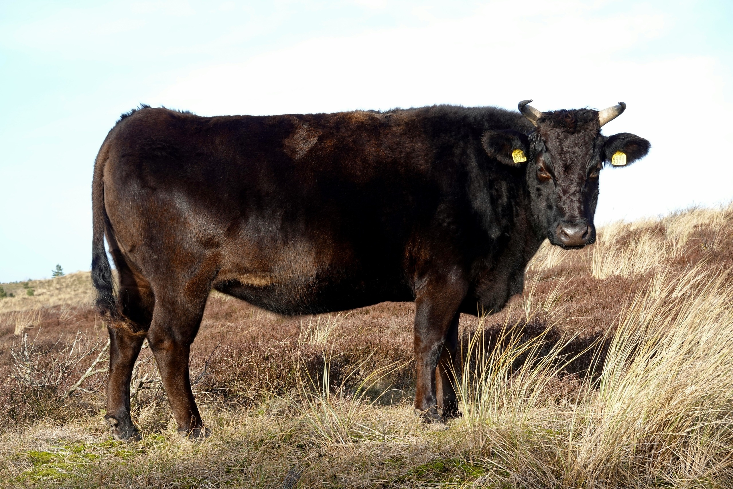 Aumento de la exportación de ganado wagyu en 2024: oportunidades y retos